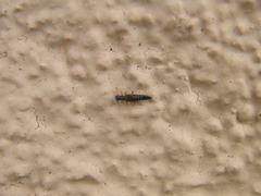 Stenus cicindeloides