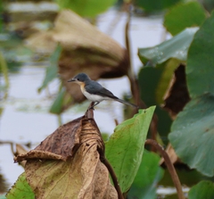 Myiagra ruficollis