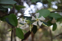 Trachelospermum