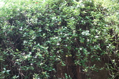 Trachelospermum