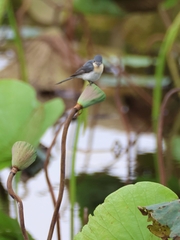 Myiagra ruficollis
