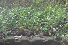 Trachelospermum