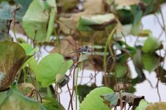 Myiagra ruficollis