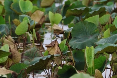 Myiagra ruficollis