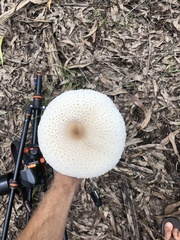 Macrolepiota dolichaula