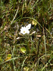 Ornithogalum dubium