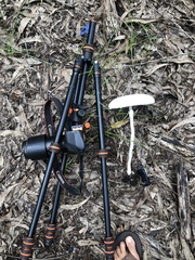 Macrolepiota dolichaula