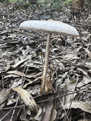 Macrolepiota dolichaula