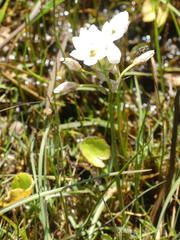 Ornithogalum dubium
