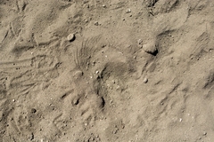 Callipepla californica