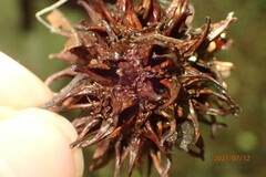 Xylaria liquidambar