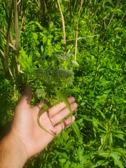 Eupatorium perfoliatum