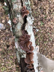 Auricularia auricula-judae