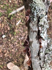Auricularia auricula-judae
