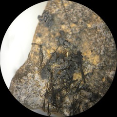 Nostoc flagelliforme