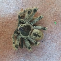 Polybetes pythagoricus