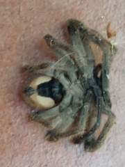 Polybetes pythagoricus