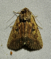 Perigea agnonia