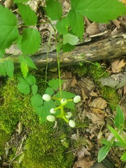 Actaea pachypoda pachypoda