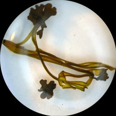 Nostoc flagelliforme