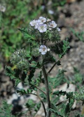 Phacelia cicutaria hispida