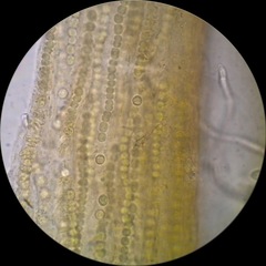 Nostoc flagelliforme