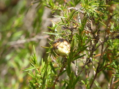 Cliffortia strobilifera
