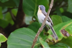 Myiagra ruficollis