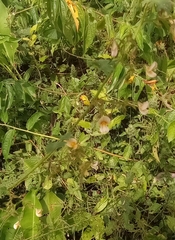 Aeschynomene americana