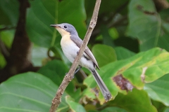 Myiagra ruficollis