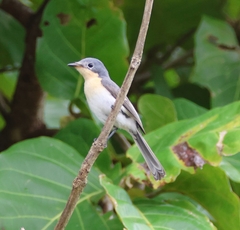 Myiagra ruficollis