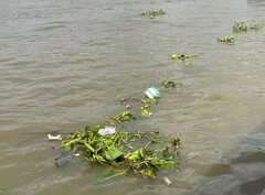 Pontederia crassipes