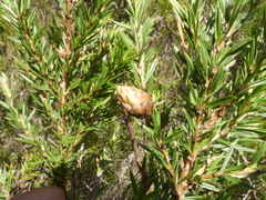 Cliffortia strobilifera