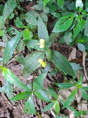 Aneilema aequinoctiale