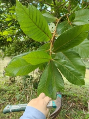 Quercus insignis