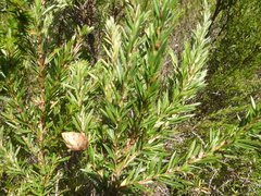 Cliffortia strobilifera