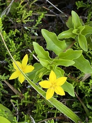 Lysimachia azorica