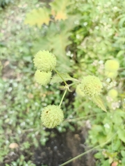 Hyptis capitata