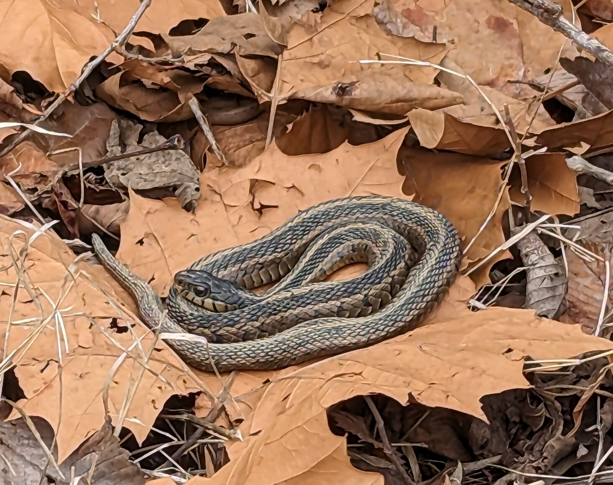 Thamnophis Sirtalis Sirtalis