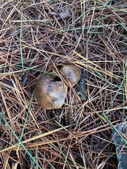 Suillus salmonicolor