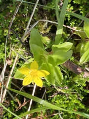 Lysimachia azorica