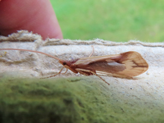 Platycentropus radiatus