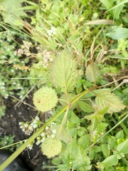 Hyptis capitata