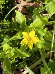 Lysimachia azorica