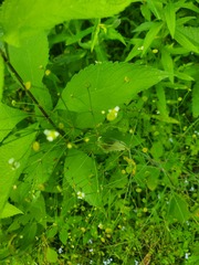 Alisma triviale