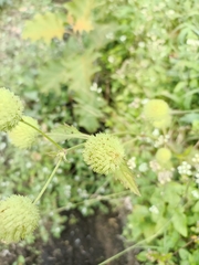 Hyptis capitata