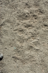 Callipepla californica