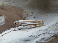 Crambus laqueatellus