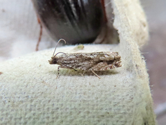 Gretchena delicatana