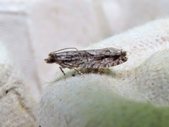 Gretchena delicatana